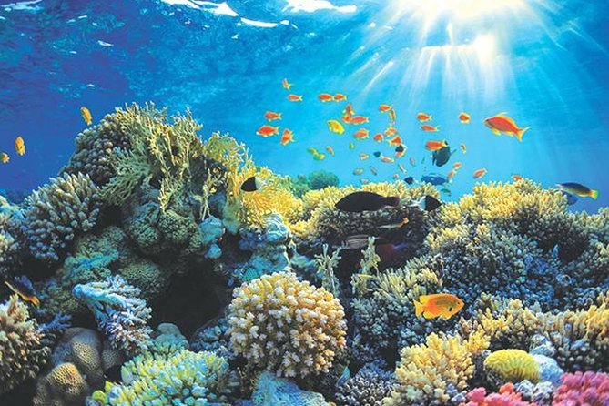 Discover the Vibrant Hikkaduwa Coral Reef in Sri Lanka: A Travel Guide